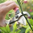 Person Trimming with Clippers - Lawn Maintenance